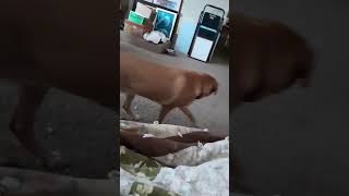 Video preview image #1 Great Pyrenees Puppy For Sale in Bountiful, UT, USA