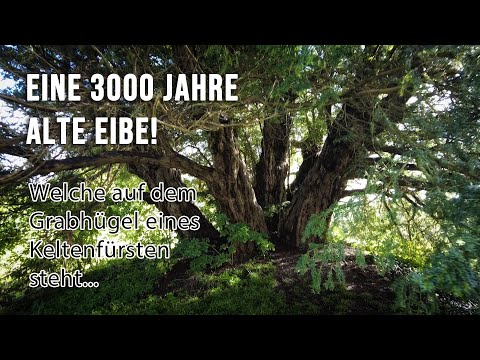Eine 3000 Jahre alte Eibe auf dem Grabhügel eines Keltenfürsten! 🏴󠁧󠁢󠁥󠁮󠁧󠁿