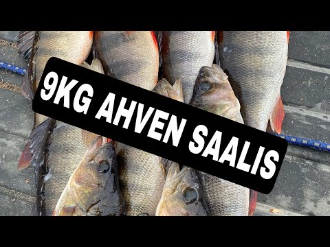 Pottukoira kalastaa- jakso 131- 9kg ahven saalis