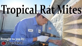 Case Study: Getting Rid of Tropical Rat Mites