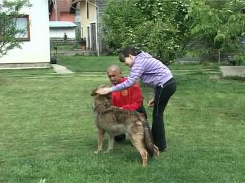 Vuk i sarplaninac zajedno u dvoristu WOLF AND DOGS