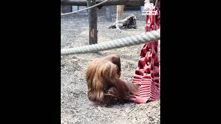Karmienie orangutanów w Orientarium ZOO Łódź