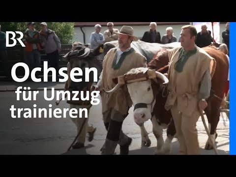 Tiere trainieren: Ochsen im Gespann abrichten für einen Umzug | Zwischen Spessart und Karwendel | BR