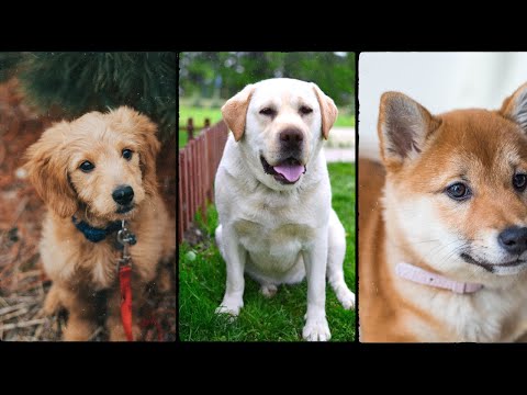 The common health problem in dogs part 1