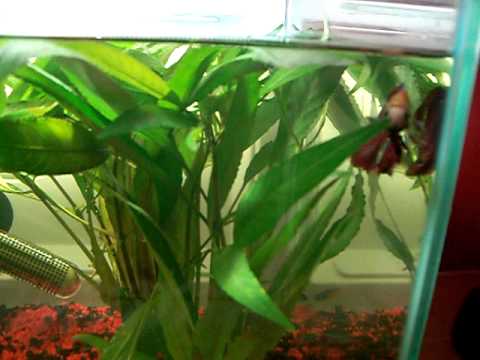 My Male Betta (fighting fish) and Neon Tetras in 6 Gallon Tank