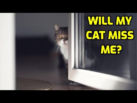 What Do Cats Think When You Leave The House?