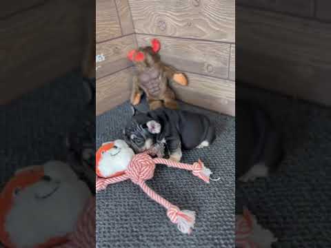 Video 4