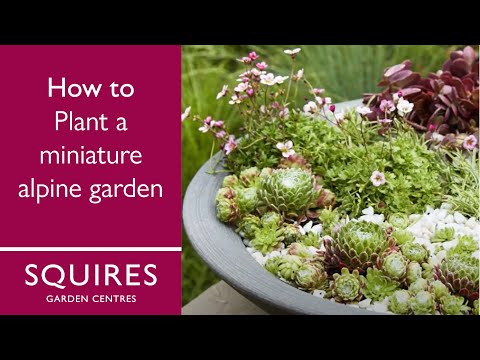How To Plant a Miniature Alpine Garden