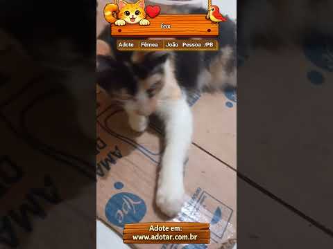 Vídeo de fox