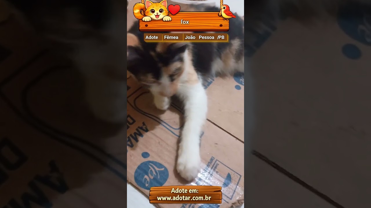 Gato raça SRD-ViraLata idade 2 a 6 meses nome fox
