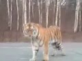 Tiger Attacks Cars in Russia [RAW VIDEO] 