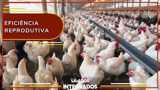 Eficiência das matrizes é ponto-chave na cadeia da avicultura | Ligados&Integrados - 24/08/2022