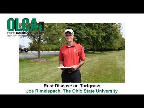 Rust Disease on Turfgrass  - OLCA