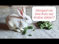 খোরগোশ কে দিন এ কতোবার খবর দেবে Rabbit