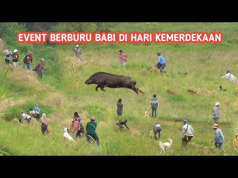 Video berburu babi paling viral bulan ini di sungai jambu || Event di Hari Kemerdekaan ||