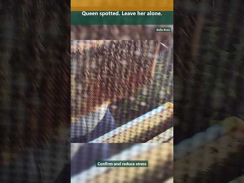 Bella Bees Read the Hive Before You Feed field-school YouTube thumbnail