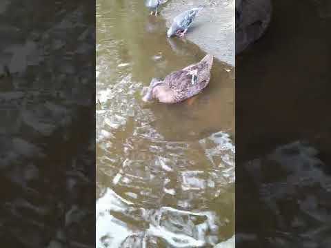 アヒルと野生のアヒルの好きな食べ物は何ですか?どれを避けるべきでしょうか?  庭園