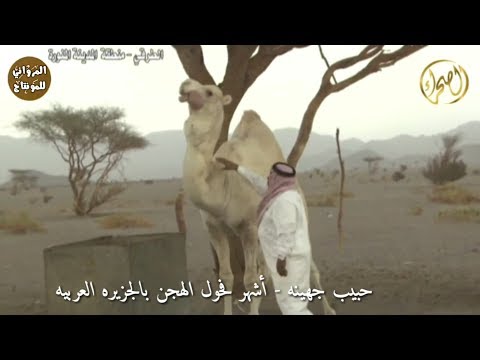 حبيب جهينه اشهر فحول الهجن العربيه الاصيله في الخليج