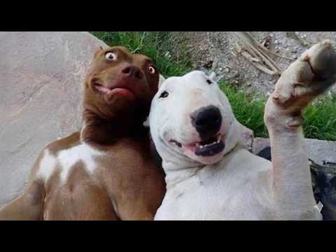 20 Minutes Of Funniest Animals in the World Ever 🤣 Funny ANIMALS Video 2025