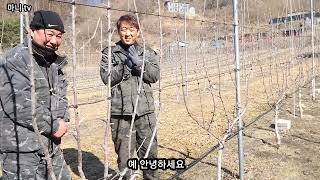 이렇게 하면 사과밭 1500평에 인건비 하나도 안들어요