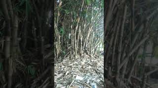 Download lagu ribuan suara burung di atas pohon bambu #sawah #fishing #pedesaan mp3