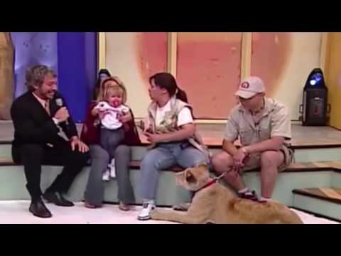 Löwe versucht Kind zu töten