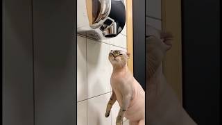 cat 🤣🤣 #funny  #animals  #babifreitas