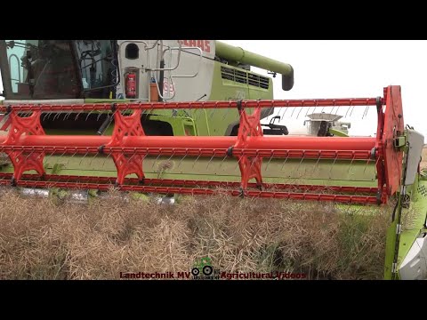 Claas - Fendt - Hawe / Rapsernte - Rapeseed Harvest  2022