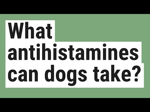 What antihistamines can dogs take?