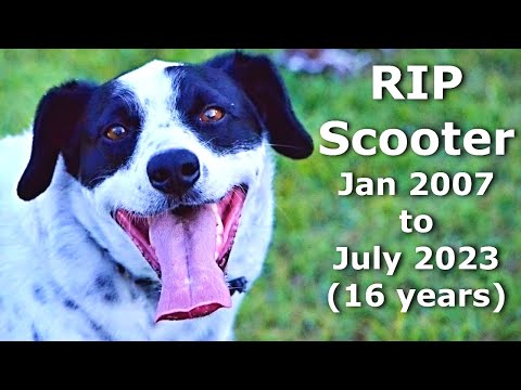 Uno scooter omaggio e tutti i cani amati ovunque 🐕 ❤️