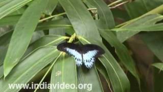 Blue Mormon or Papilio polymnestor