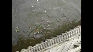 preview picture of video 'Feeding the carp at blakehall fishery'