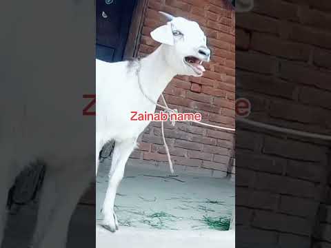 Zainab name #shortvideo #viralvideo #youtube