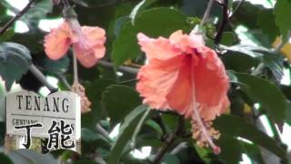 Bunga Raya Bunga Kebangsaan-Hibiscus Flower (Malaysia&#39;s National Flower)