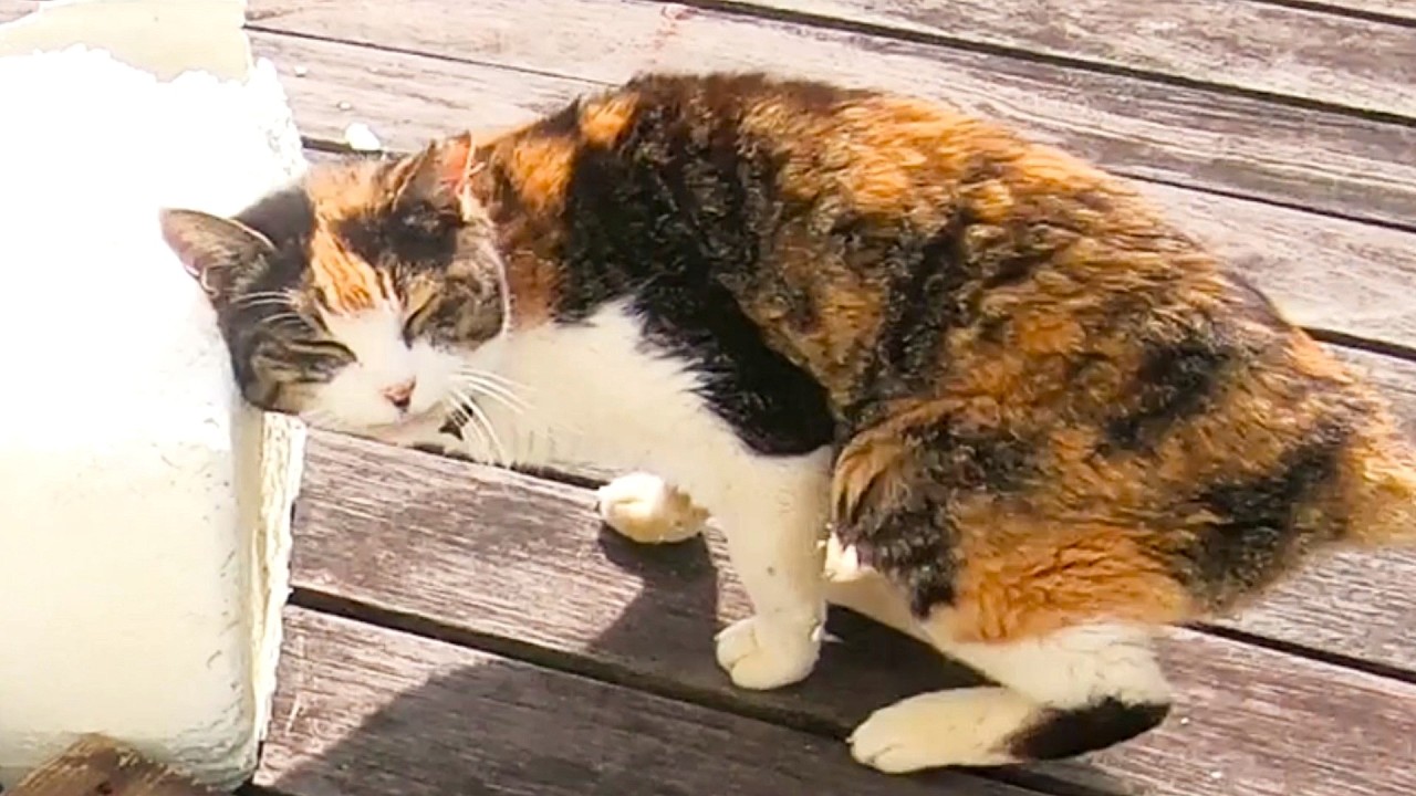 きさんじ　もしかしてさよなら言いに来たのか？