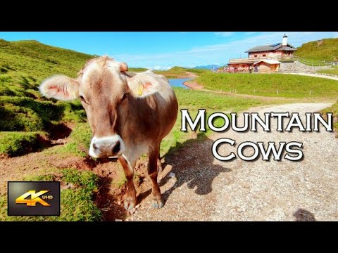 Mountain cows in the Italian Dolomites 4K UHD