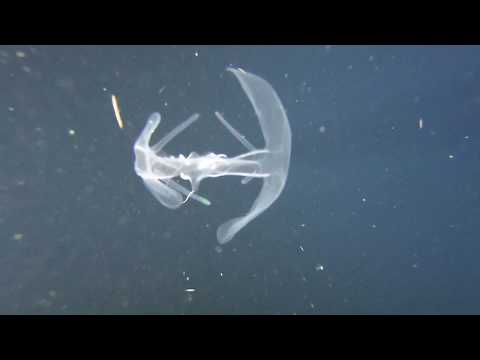 Black Water Night Dive