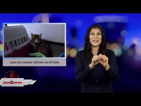 USDA no longer testing on kittens (ASL - 4.2.19)