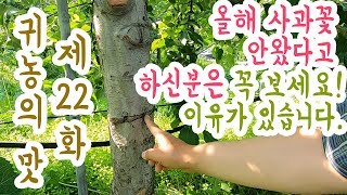 [귀농의 맛]사과나무 수세조절 5가지 방법