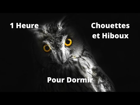 Hiboux et Chouettes Hululements - La nuit - Son de la Nature - Des Sons Relaxants - 1 Heure