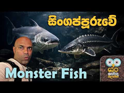 සිංගප්පූරුවේ Monster Fish | Dr. Ru Somaweera | #යංසත්තුබලන්න #rugoeswild
