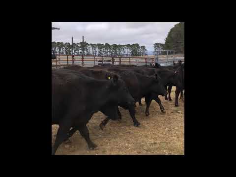 20 x 20 Angus Cows And Calves