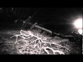Hard Working Beaver Near Detroit River