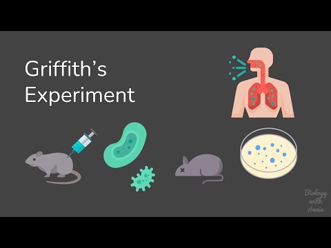 Griffith's Experiment