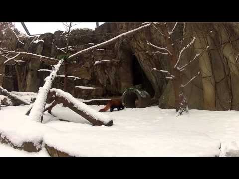 Red Panda Cubs First Time in Snow
