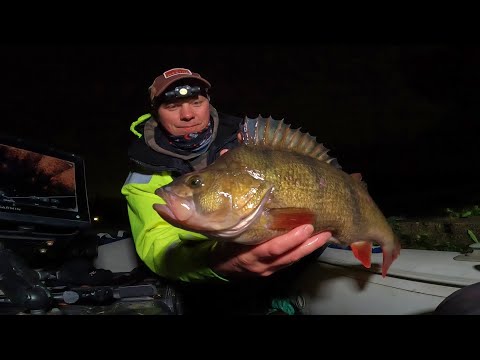OKoń 51cm 2,3kg! / Drop shot w akcji / Huge UK perch 5lb from the river!