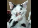 ♥♥♥ Very Funny Cats 1 ♥♥♥