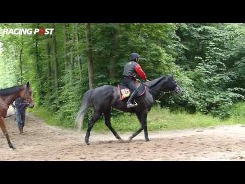 Prince of Wales's Stakes: A Shin Hikari