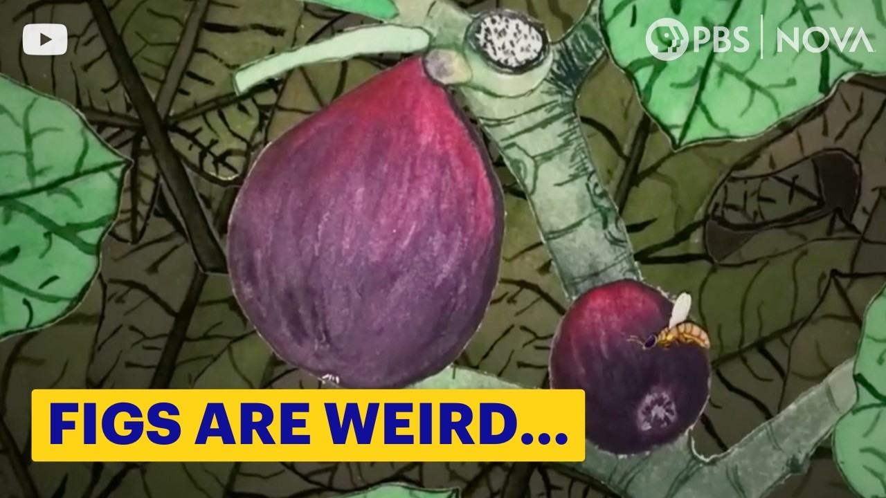Are There Dead Wasps In Figs? | NOVA | PBS