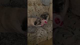 Video preview image #1 Pug Puppy For Sale in Indianapolis, IN, USA